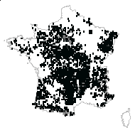 Avenella flexuosa (L.) Drejer subsp. flexuosa - carte des observations