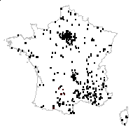 Lactuca viminea (L.) J.Presl & C.Presl - carte des observations